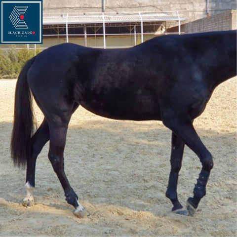 Horse Leg Protection Tendon Boots - Blue